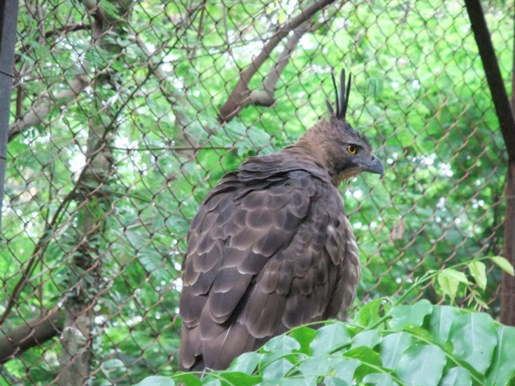 Indonesia birds extinction