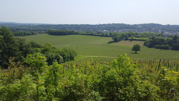 Dennbies vineyard