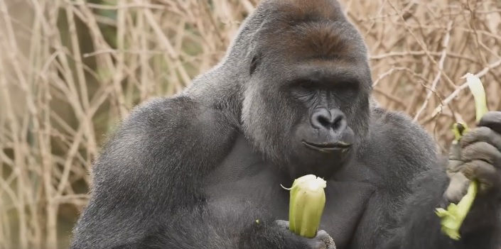 A gorilla was shot dead after a boy fell into its enclosure A gorilla was shot dead after a boy fell into its enclosure
