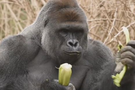 A gorilla was shot dead after a boy fell into its enclosure