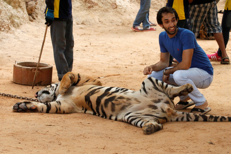 Thai Tiger Temple