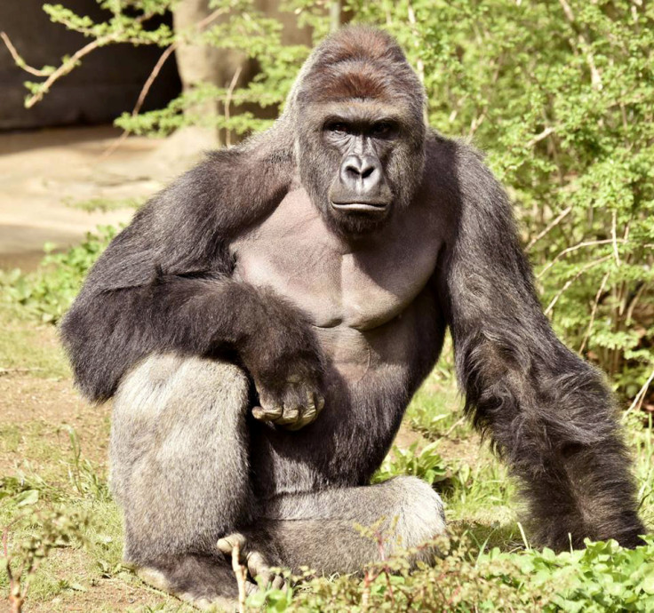 Silberback gorilla Harambe