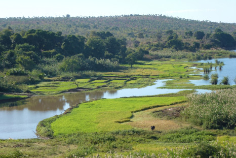 rice crops Madagascar