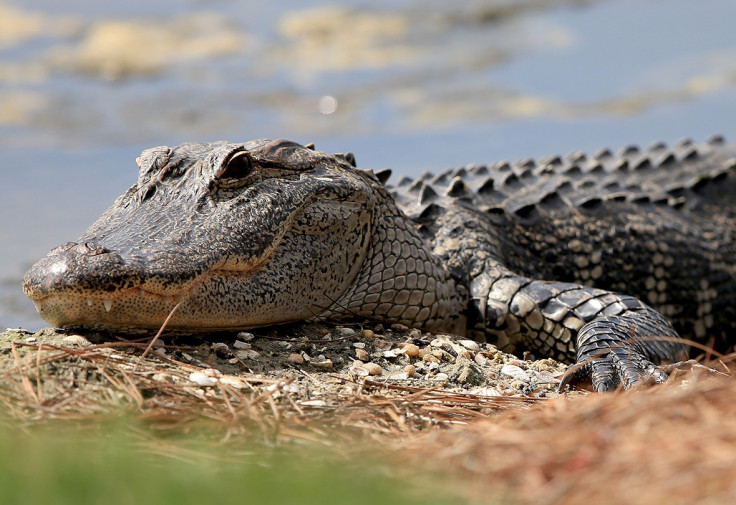 Alligator