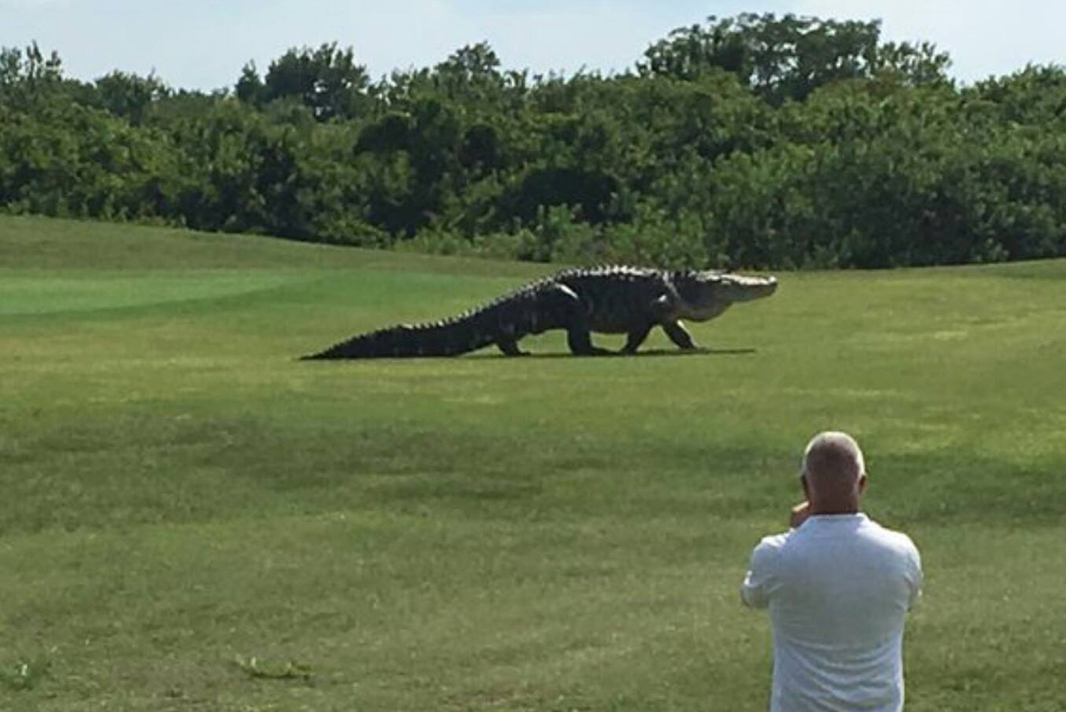 Florida Two alligators devouring man's body exterminated