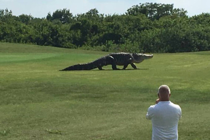 Alligator on golf course