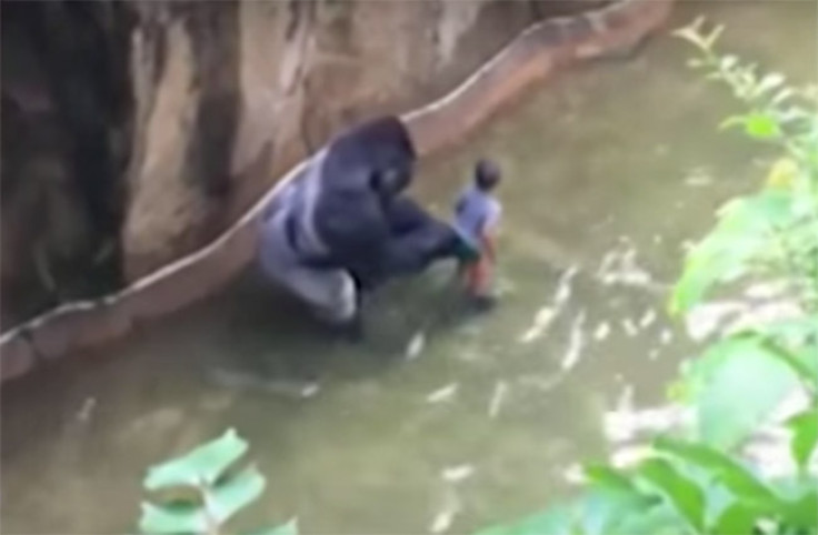 Cincinnatti Zoo gorilla enclosure