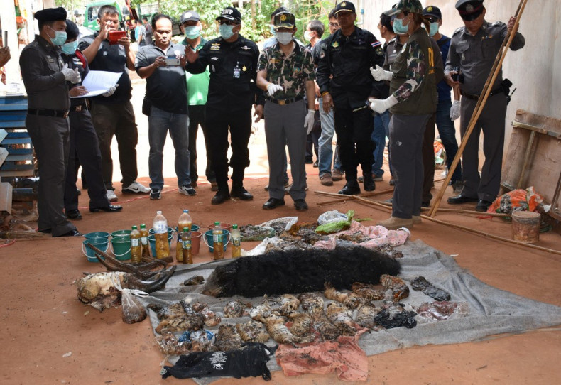 Dead tiger cubs are displayed by Thai officials after they were found during a raid on the controversial Tiger Temple,