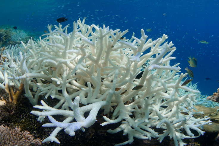 Maldives coral reefs