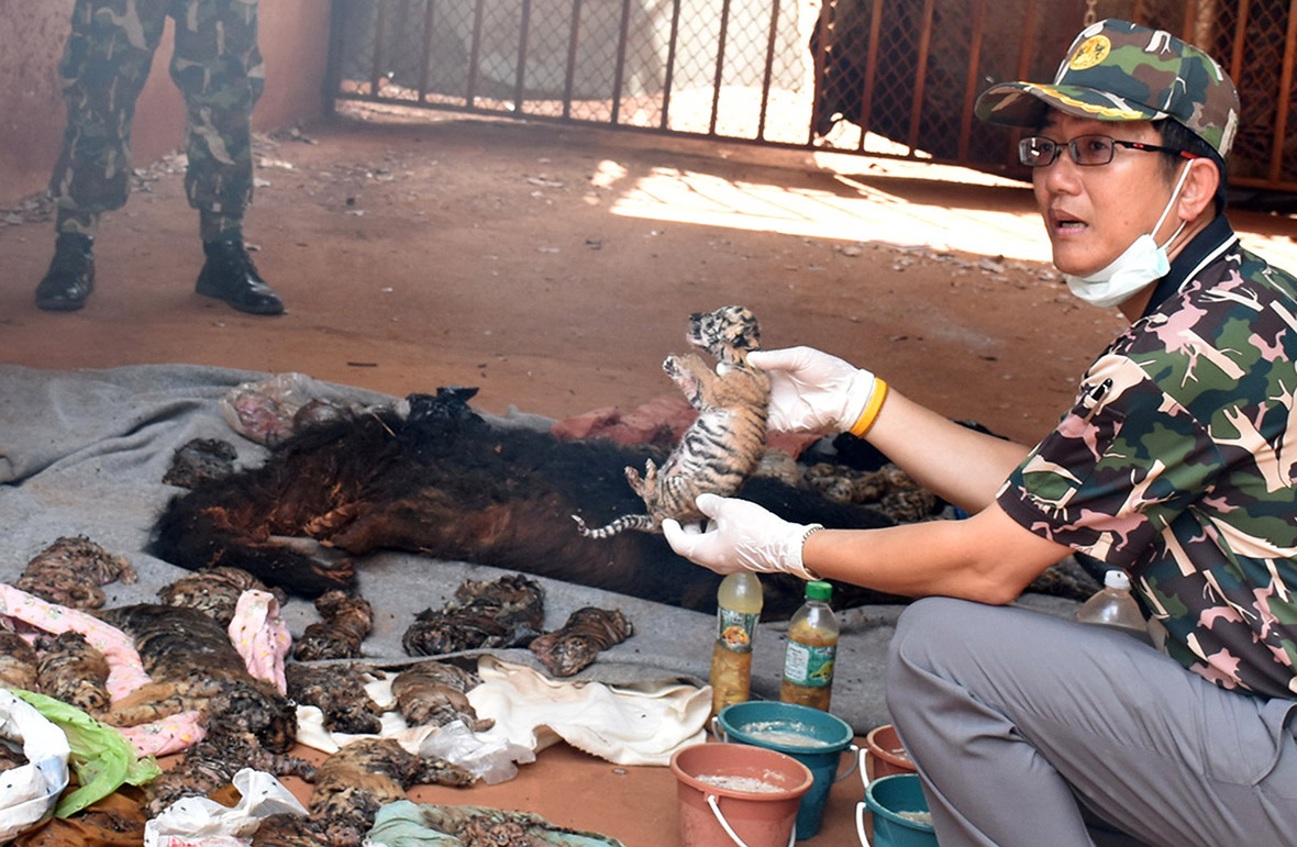 Thailand: Graphic images of 40 dead tiger cubs found in 