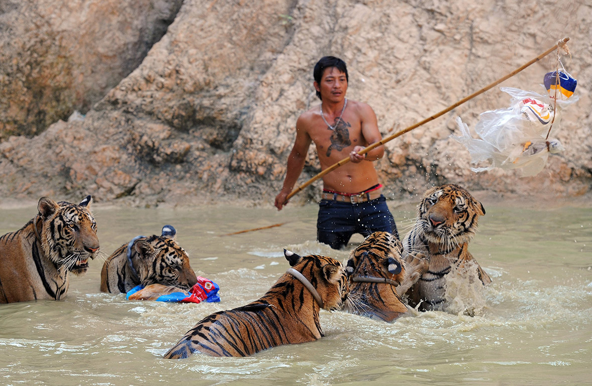 Thailand Tiger Temple