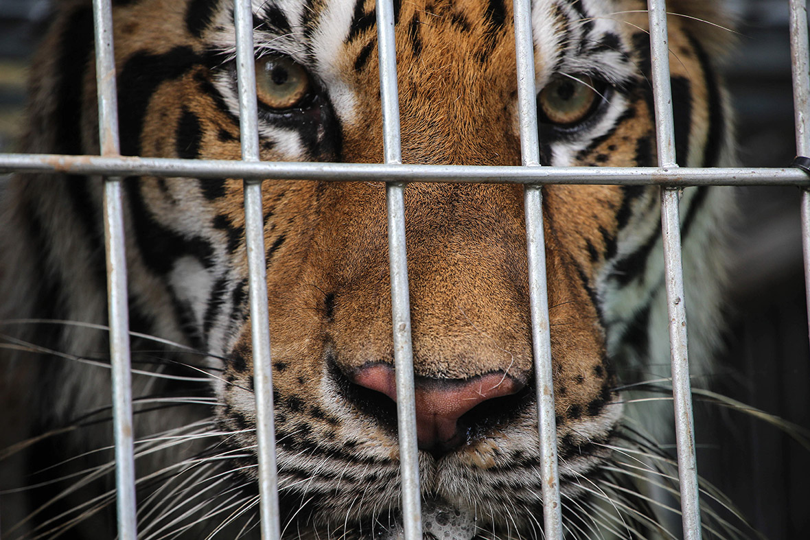 Thailand Tiger Temple