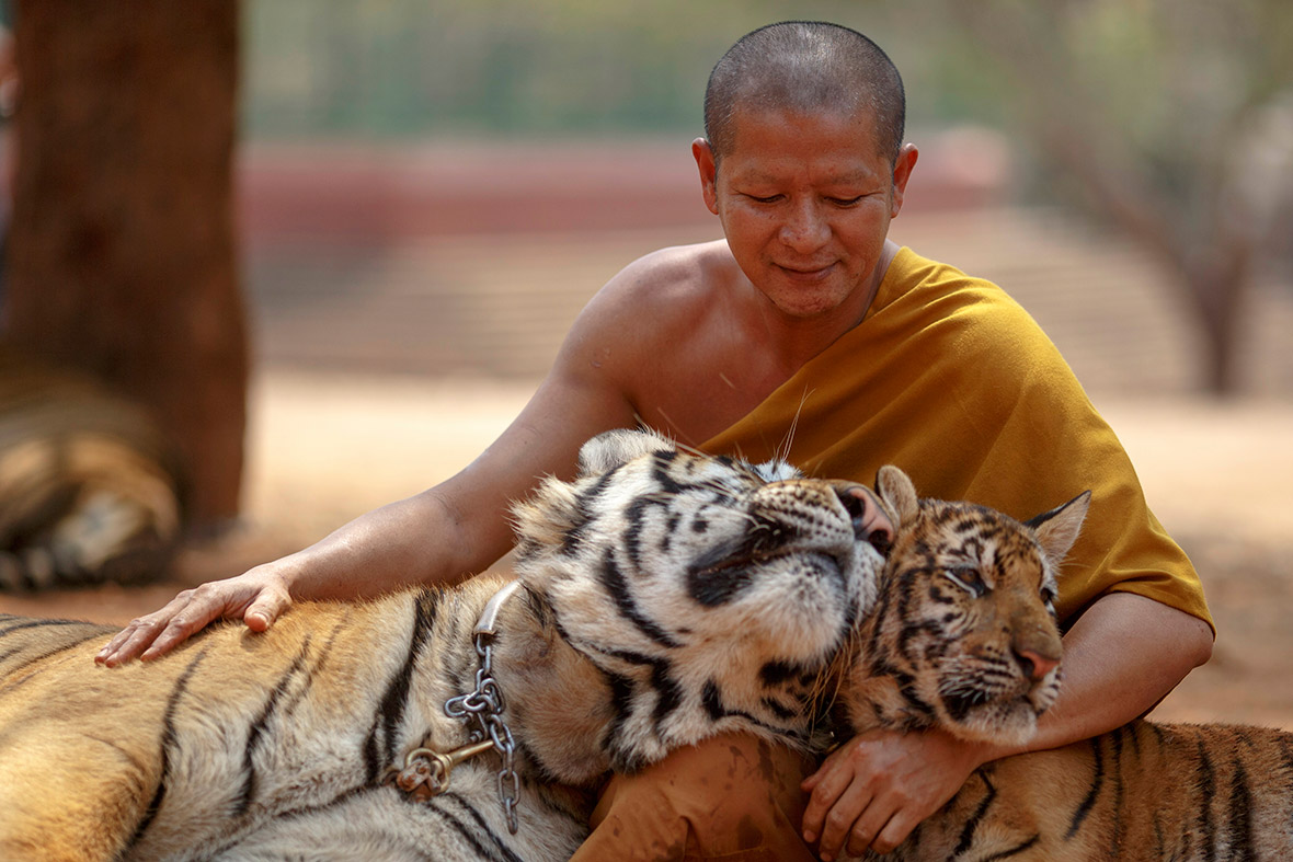 Thailand Tiger Temple