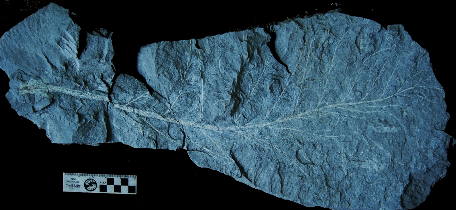 Mystery fossils discovered dating back 360millionyears in South Africa