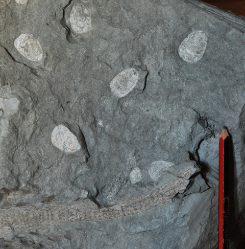 South Africa fossils