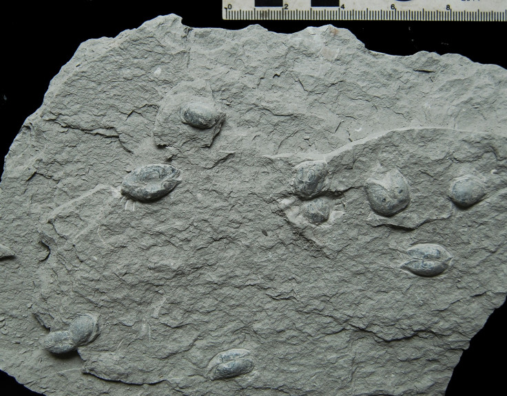 South Africa fossils