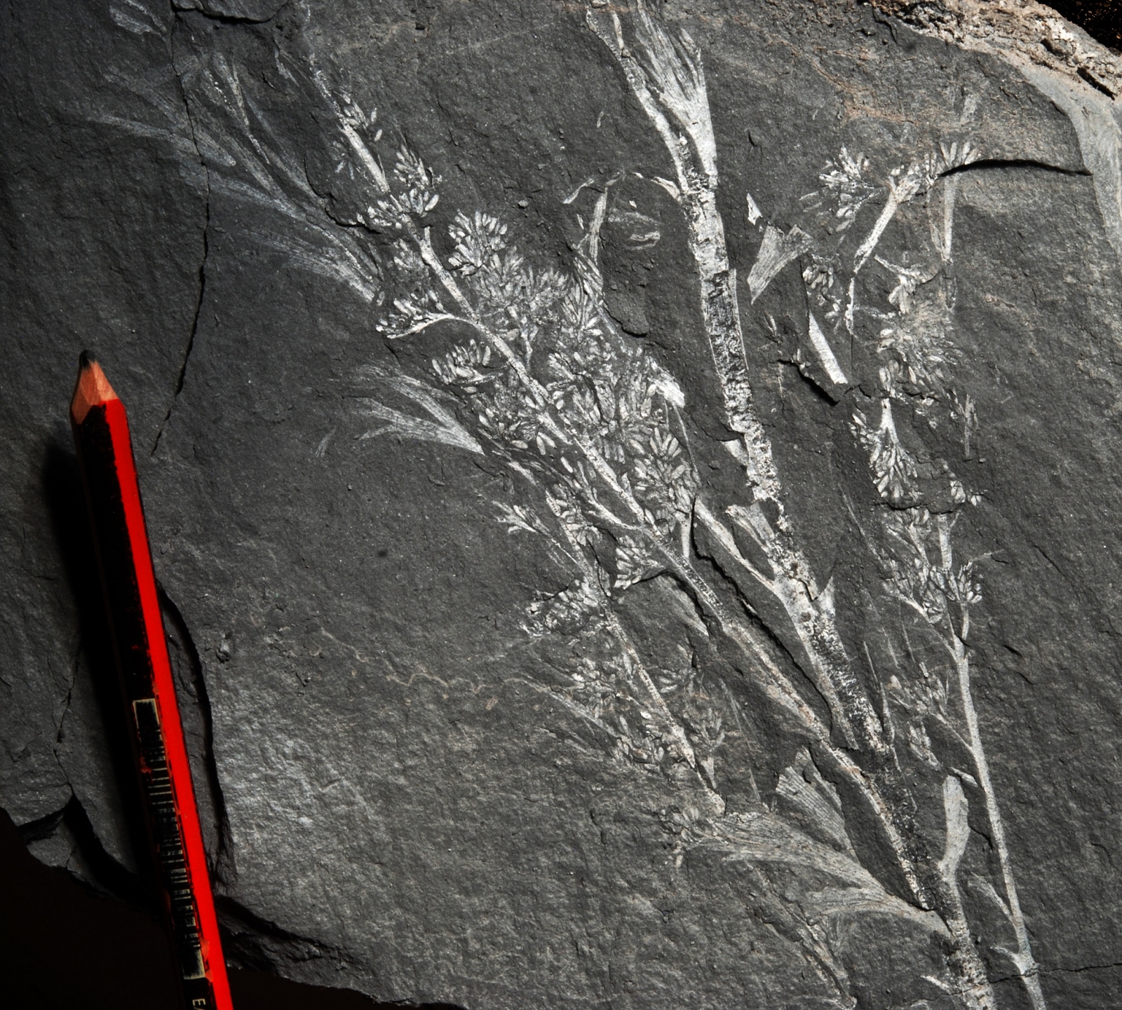 Mystery fossils discovered dating back 360millionyears in South Africa