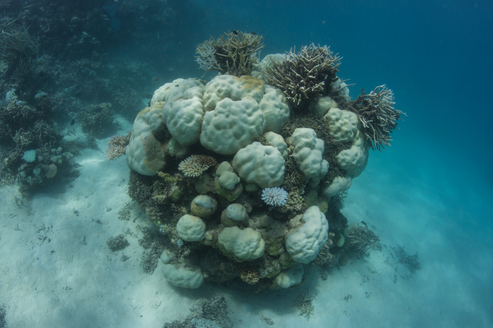 Maldives coral reefs