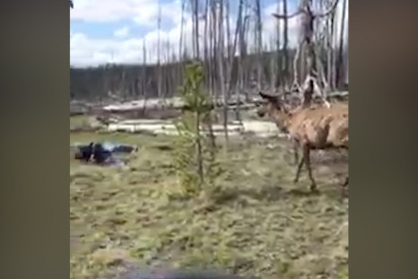 Elk charges woman in Yellowstone