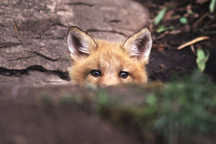 Nature backs remain vote