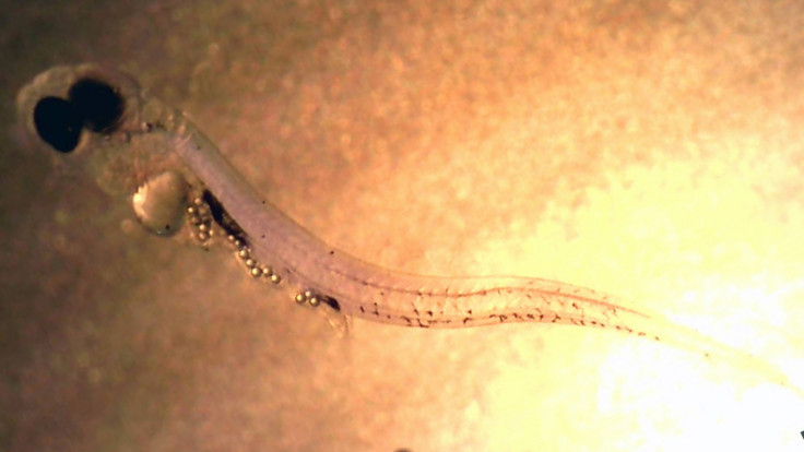 European perch larvae microplastics