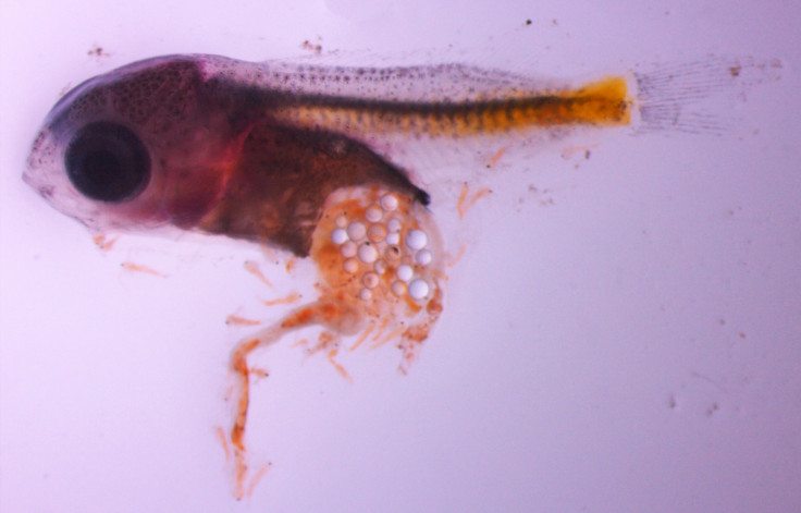 microplastics Damselfish larvae
