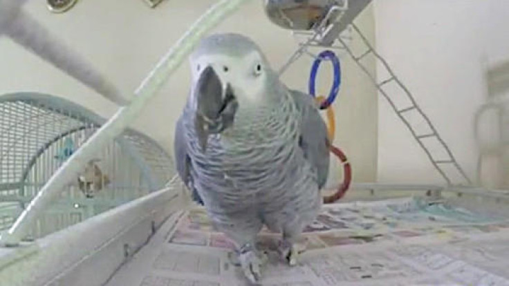 Bud the parrot, murder witness