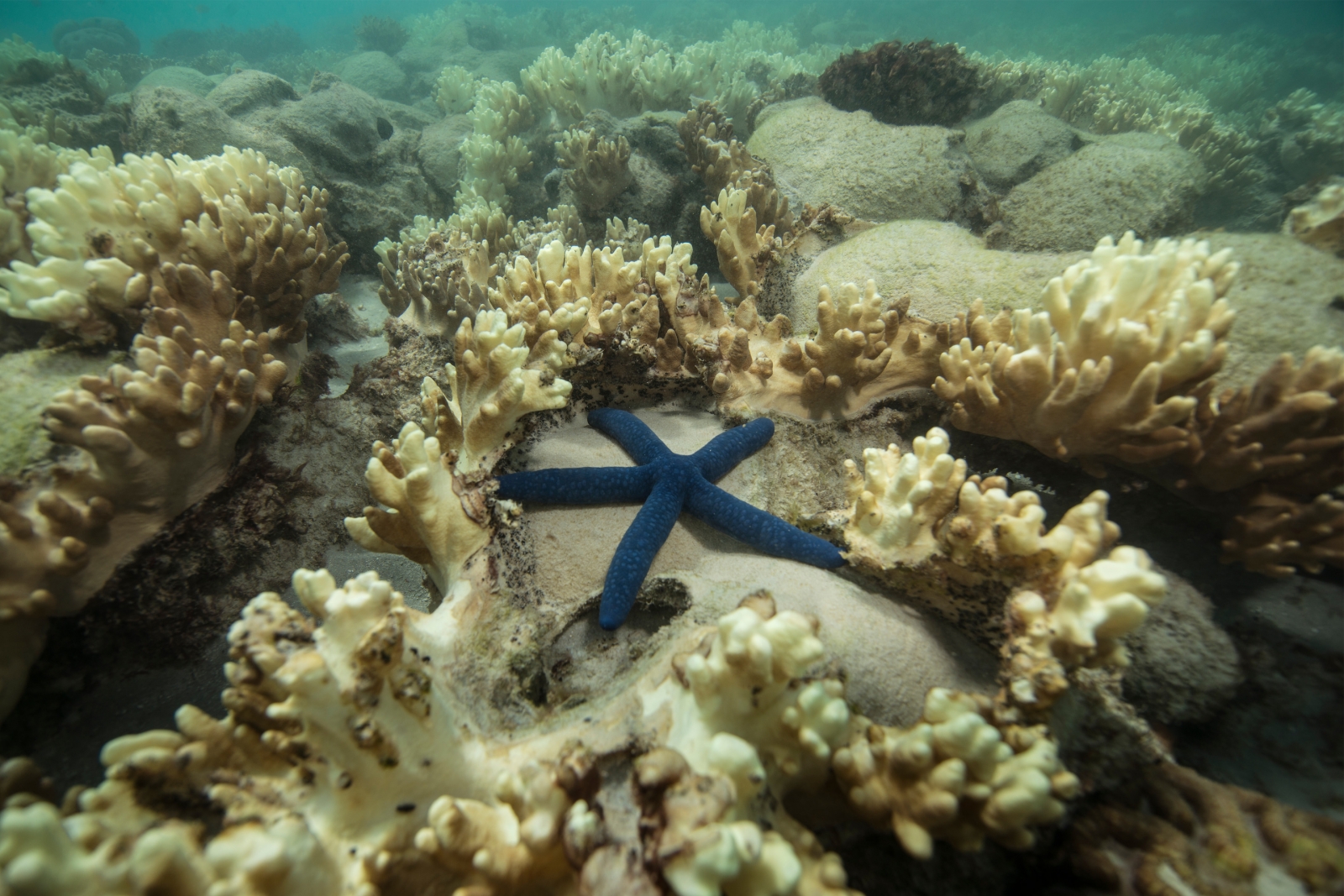 Great Barrier Reef