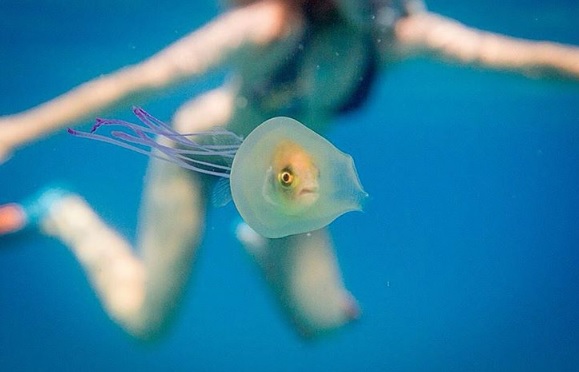 Bizarre pictures show fish trapped inside a jellyfish | IBTimes UK