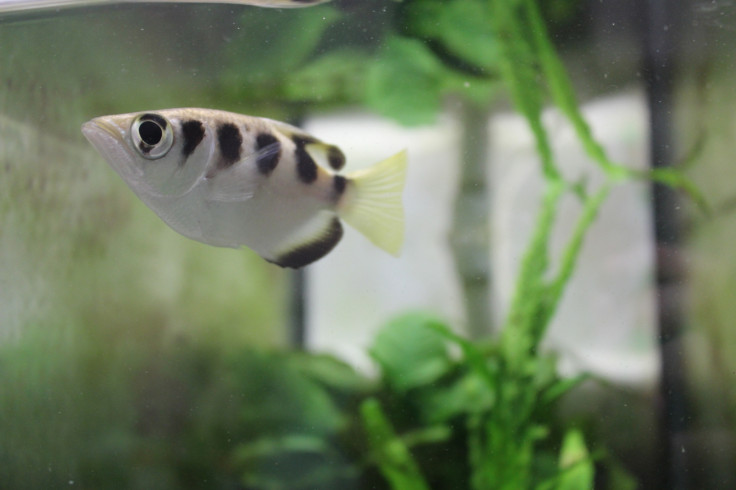 archerfish spit at faces