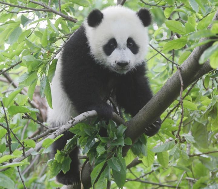 Pandas Don t Like It Hot Species Threatened By Rising Temperatures 