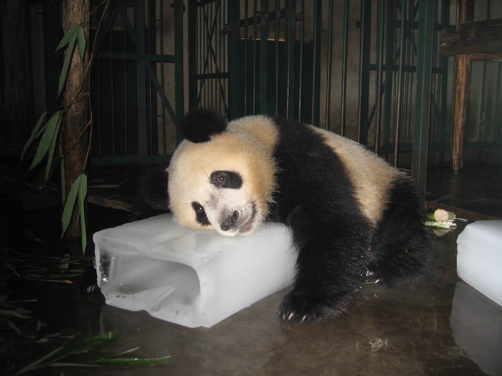 Pandas don't like it hot: Species threatened by rising temperatures