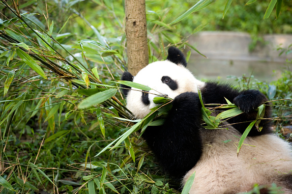 Pandas don't like it hot: Species threatened by rising temperatures ...