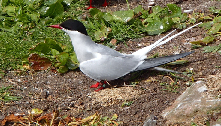 arctic tern record breaking migration