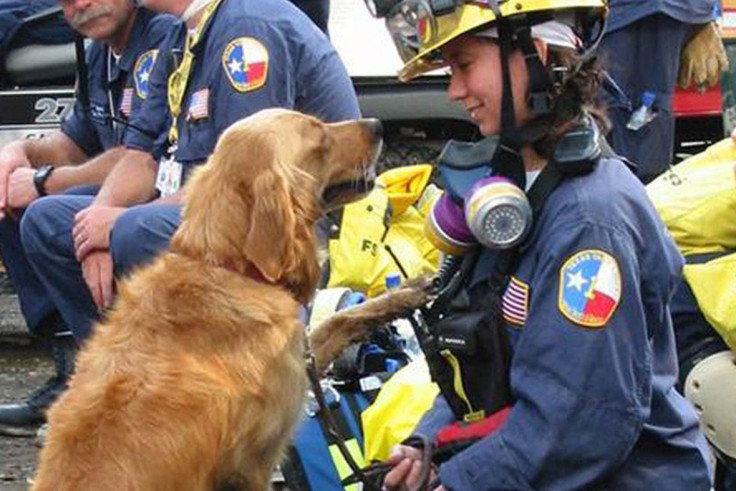 9/11 rescue dog