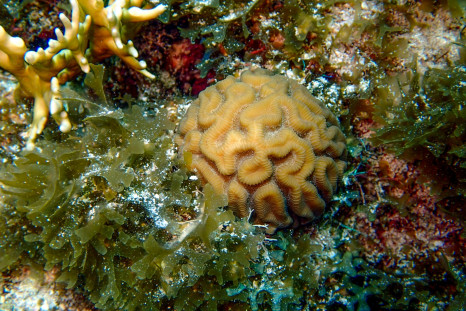 coral reefs mortality