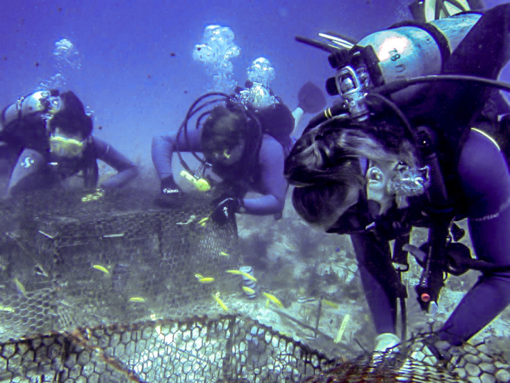 coral reefs mortality