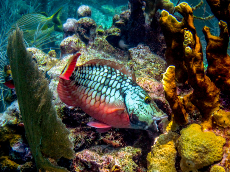 coral reefs mortality