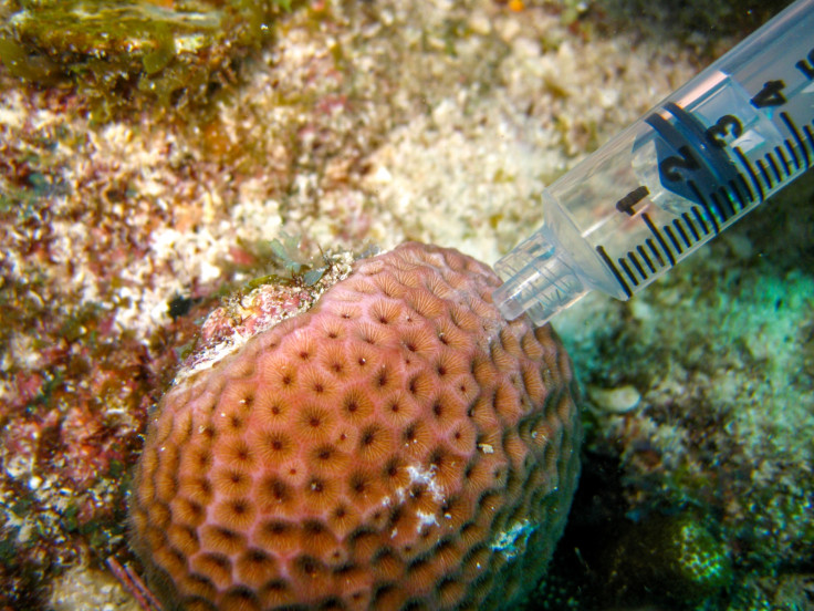 coral reefs mortality