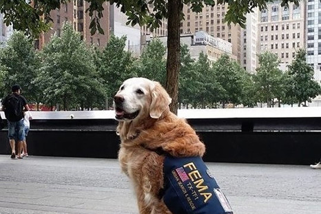 9/11 rescue dog