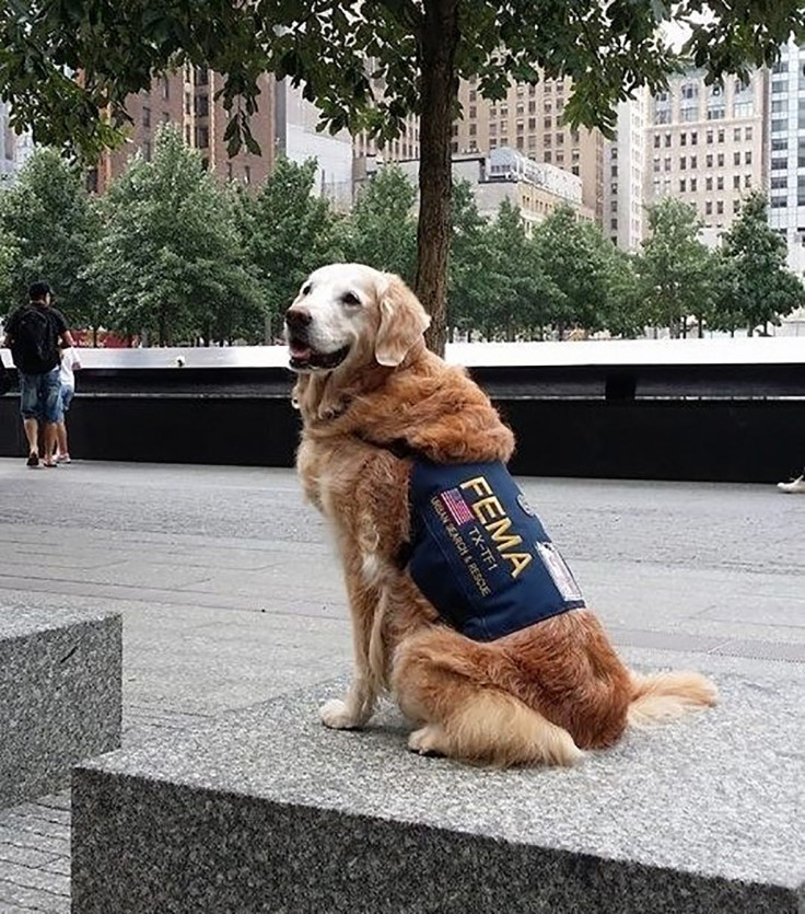 9/11 rescue dog