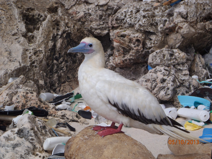 world ocean day plastic pollution