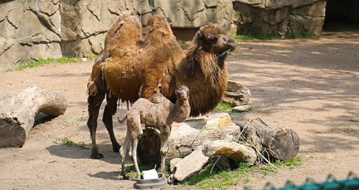 Bactrian baby camel Alexander Camelton