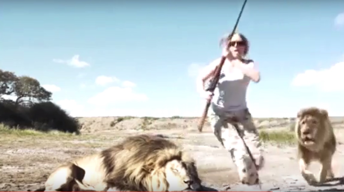 South Africa Lion Gets Revenge On Trophy Hunters Who