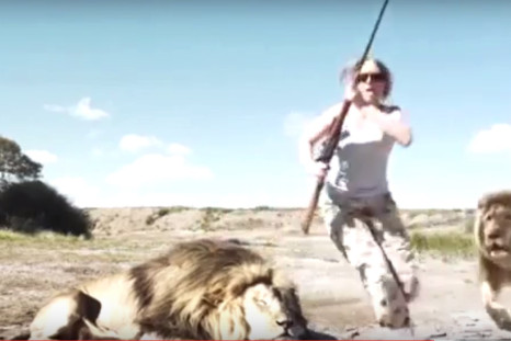 lion revenge south africa hunting