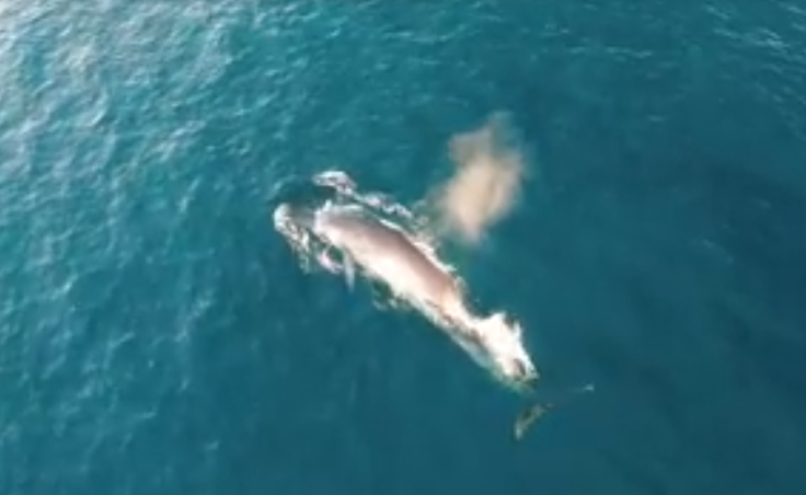 Bryde's Whale