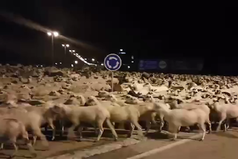 Over one thousand sheep invade Spanish city after shepherd falls asleep