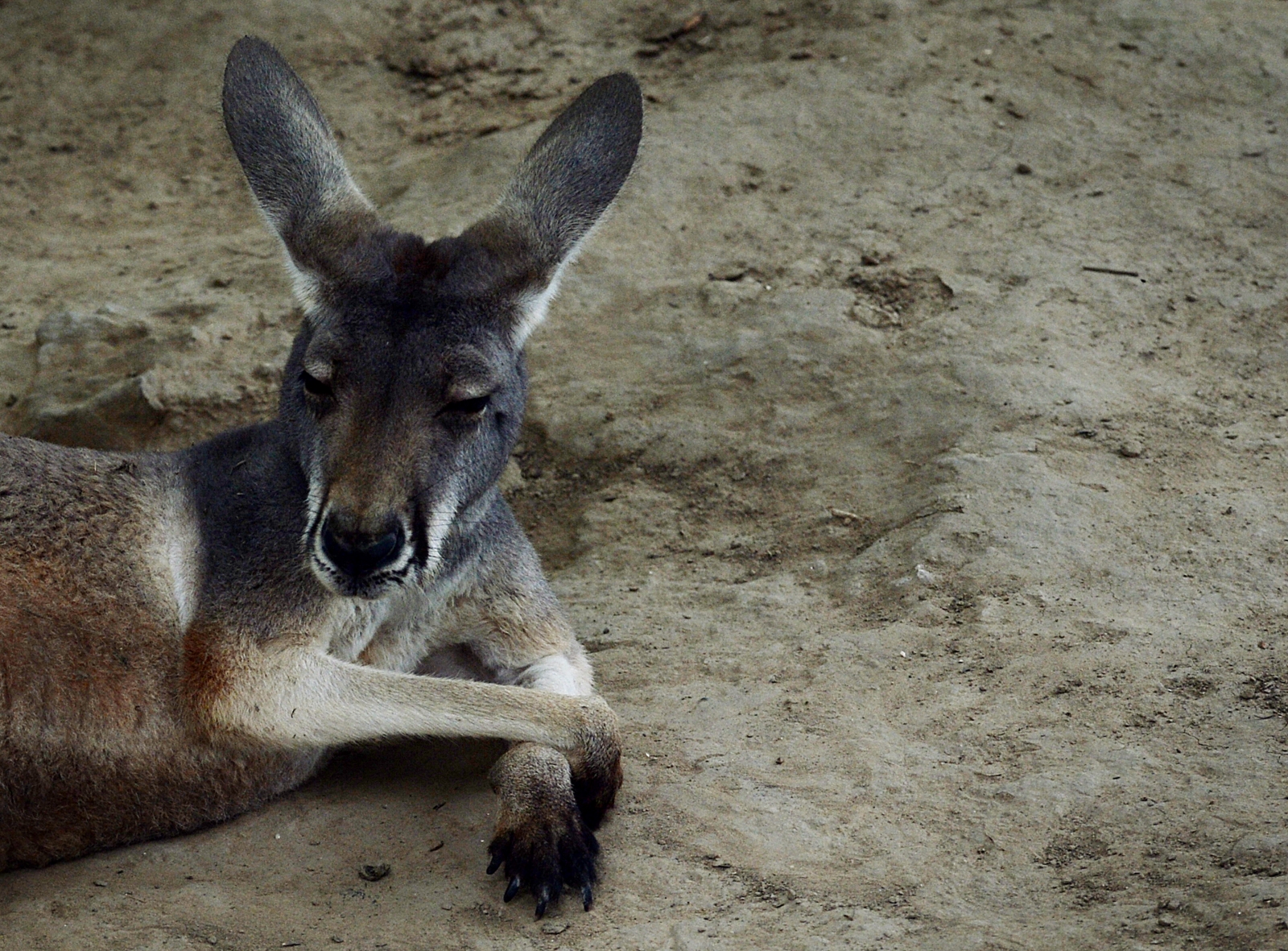 Kangaroo captured mating with pig in northern Australia