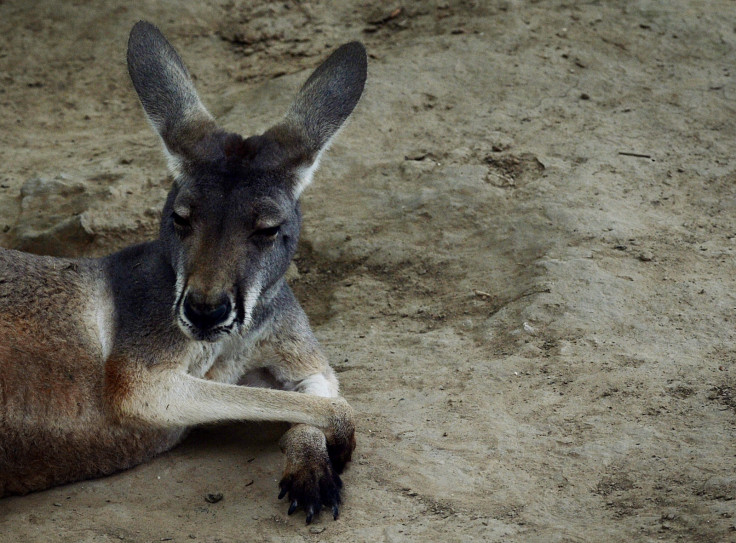 Kangaroo