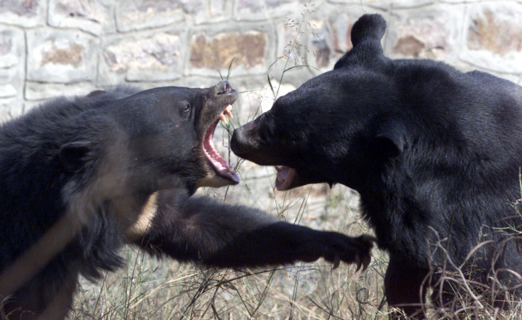 Asiatic bears